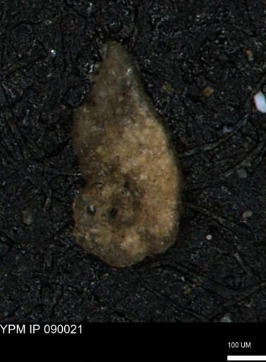Ammomarginulina cragini