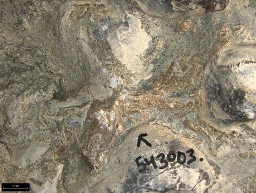 Aplocoma damesii