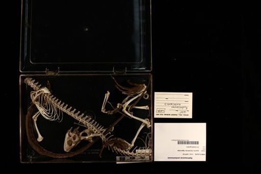 Hydrosaurus amboinensis