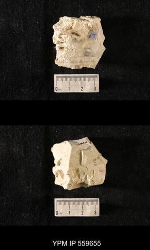 Dalmanella testudinaria
