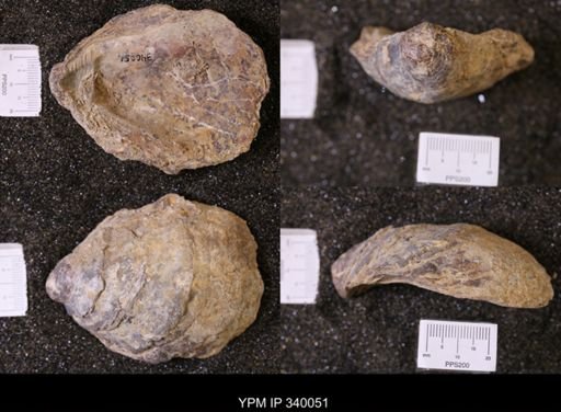 Ostrea glabra wyomingensis