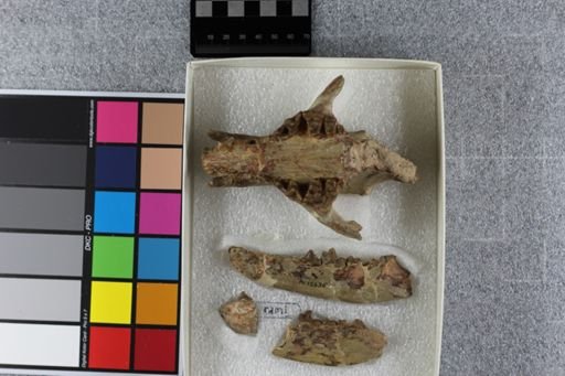 Daphoenus vetus