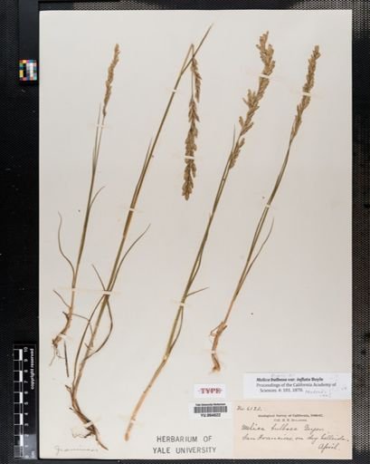 Plantae