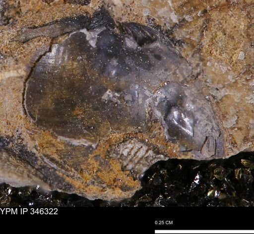 undet. Bivalvia
