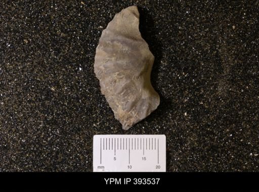 Scaphites sp.