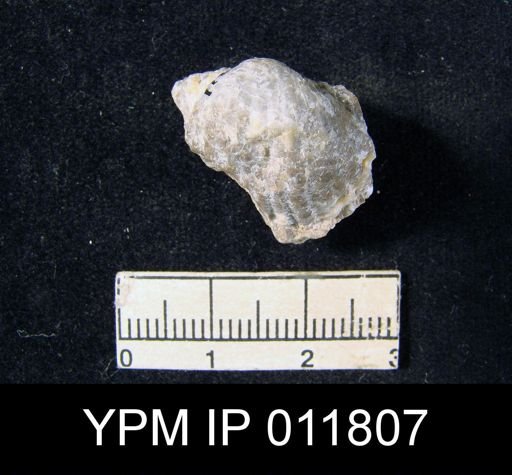 Marginifera reticulata angusta