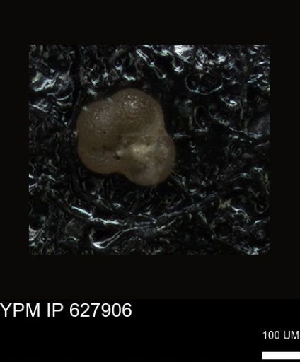 undet. Foraminiferida