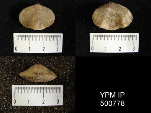 Camarophoria microrhyncha