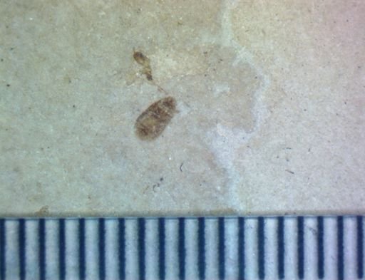 Coleoptera?