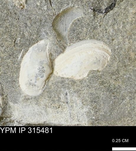 undet. Bivalvia