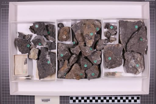 mixed taxa, stratigraphic collection