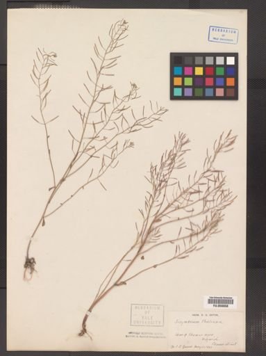 Arabidopsis thaliana