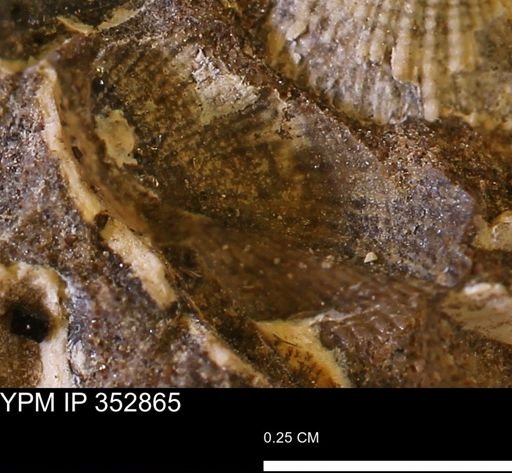 Parallelodon (Cosmetodon) sp.