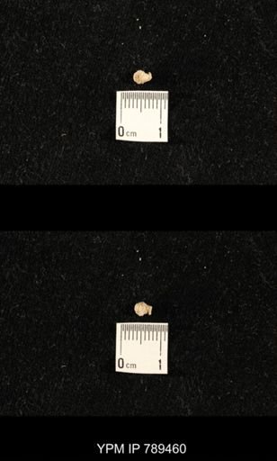undet. Bryozoa