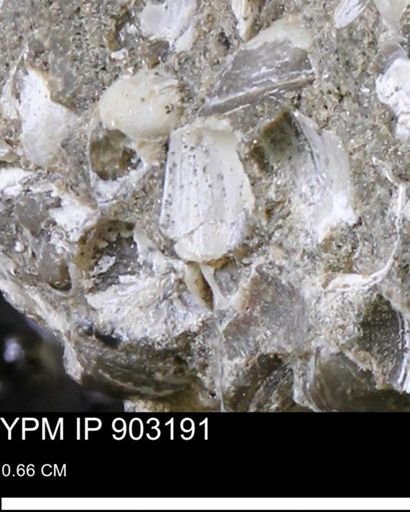 undet. Bivalvia