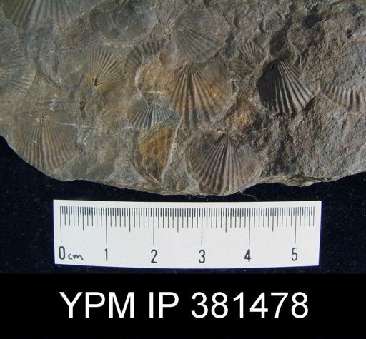 Tropidoleptus sp.