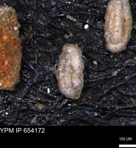 Miliammina manitobensis