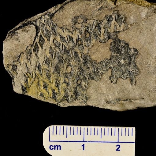 Lepidodendron sp.