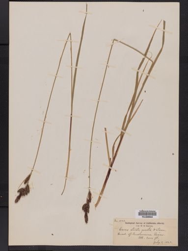 Carex