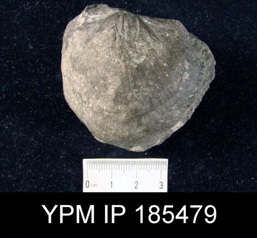 Stropheodonta hemispherica