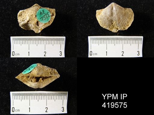 Spirifer whitneyi