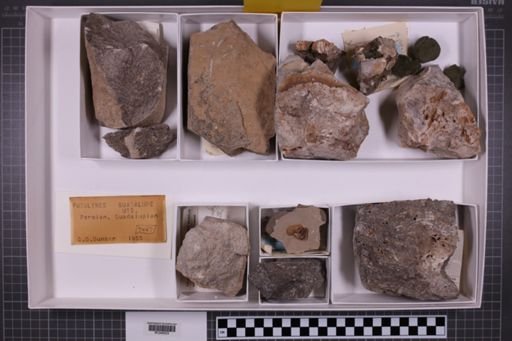 mixed taxa, stratigraphic collection