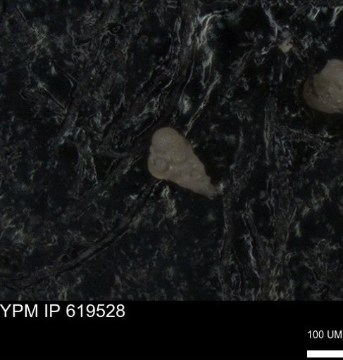 undet. Heterohelicidae