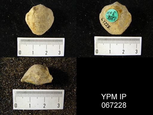 Atrypa reticularis