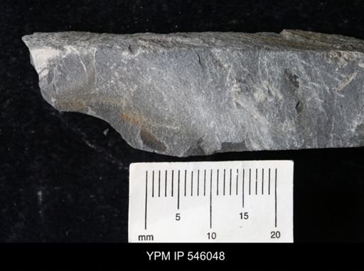 undet. Eurypterida