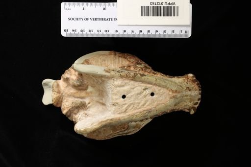 Otionohyus (Otarohyus) bullatus