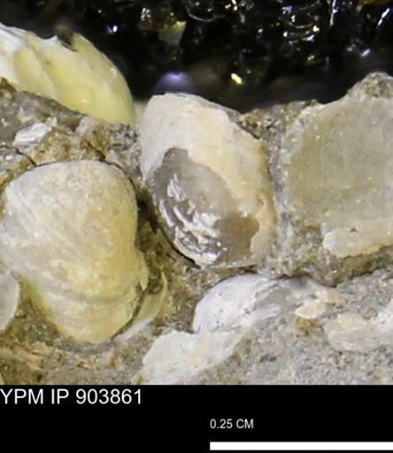 Corbulamella?
