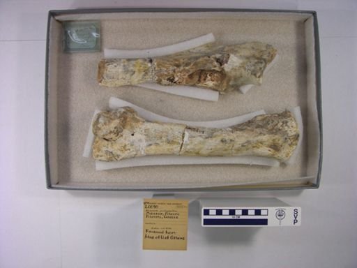 Chilotherium sp.