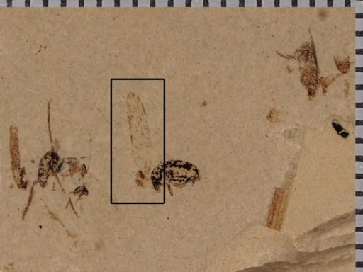 undet. Insecta