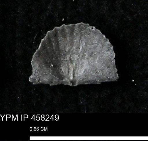 Chonetes mucronatus