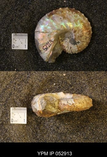 Discoscaphites gulosus
