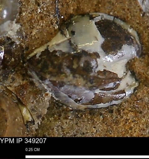 undet. Bivalvia