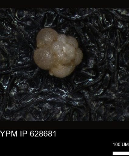 undet. Foraminiferida