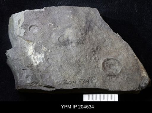 Aspidella sp.