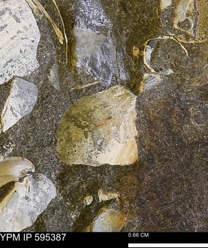 undet. Bivalvia