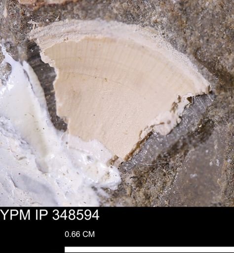 undet. Bivalvia
