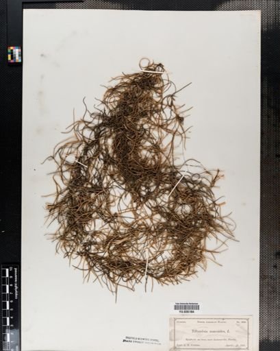 Tillandsia