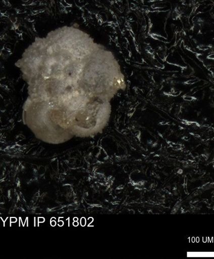 undet. Foraminiferida