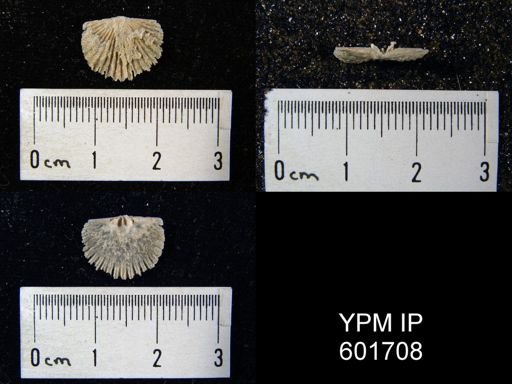 Dinorthis sp.