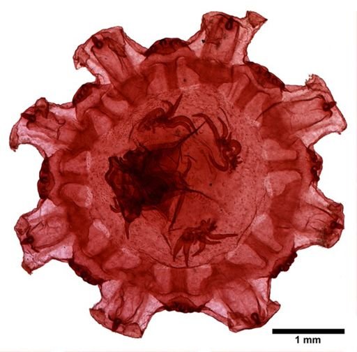 Aurelia aurita