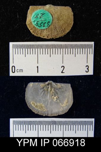 Schuchertella chemungensis