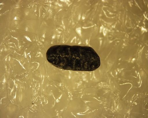 Ptilodus