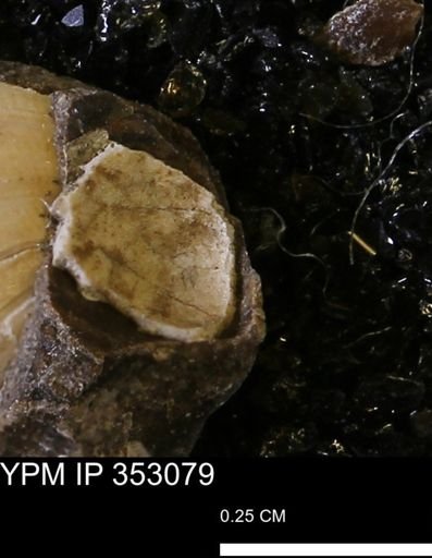 undet. Mollusca