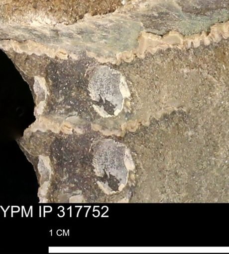 Hoploscaphites sp.