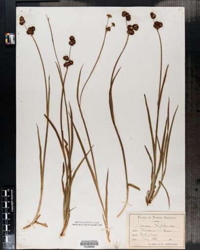 Juncus