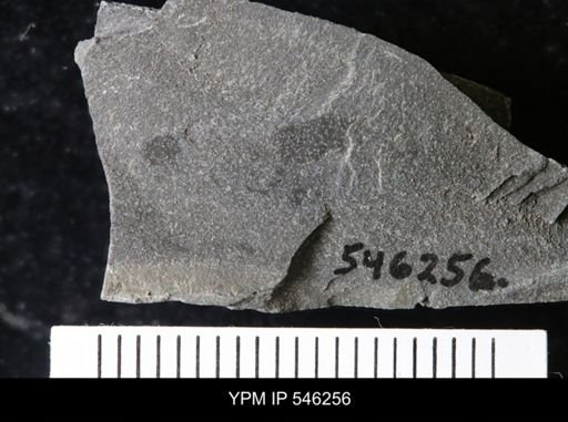undet. Eurypterida